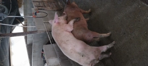 Vier de vanzare - imagine 2