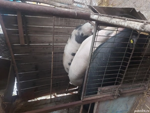 Vand porci grasi - imagine 4