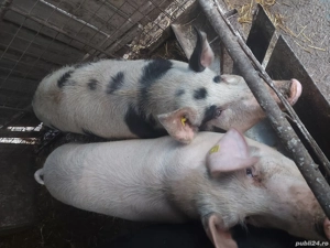 Vand porci grasi - imagine 3