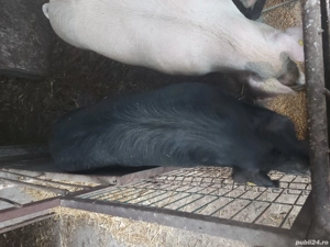 Vand porci grasi - imagine 2