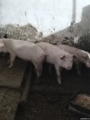 Vând șoldani - imagine 2