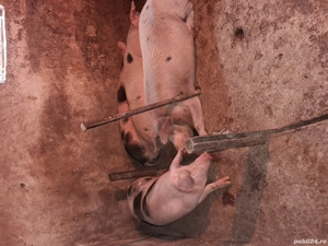 vând doi porci  - imagine 2