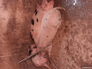 vând doi porci  - imagine 3