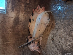 vând doi porci  - imagine 4