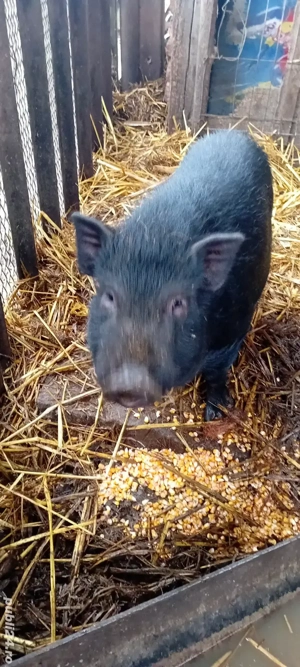 Vând porc mascul vietnamez - imagine 3