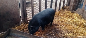 Vând porc mascul vietnamez - imagine 2