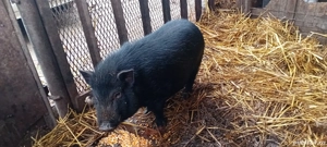 Vând porc mascul vietnamez