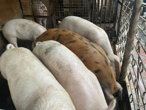 Purcei Imensi-Super Oferta