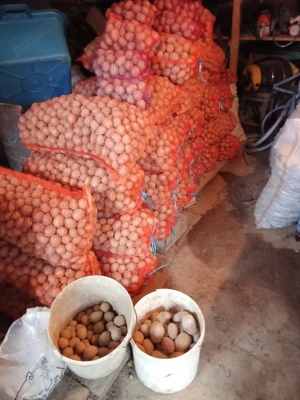 Cartofi de samanta - imagine 5