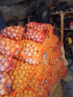 Cartofi de samanta - imagine 3