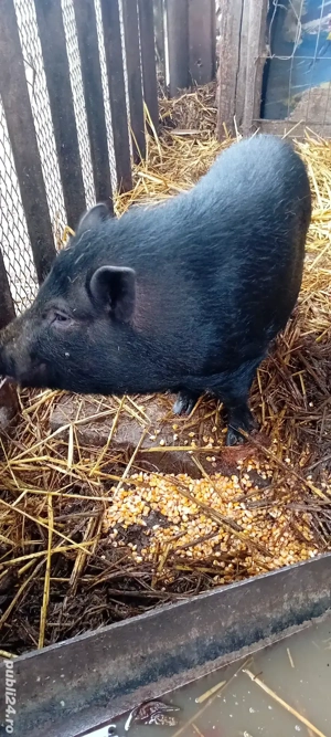 Vând porc mascul vietnamez - imagine 4