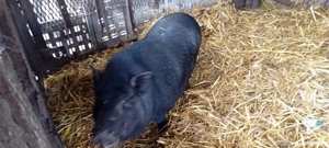 Vând porc vietnamez femelă - imagine 4