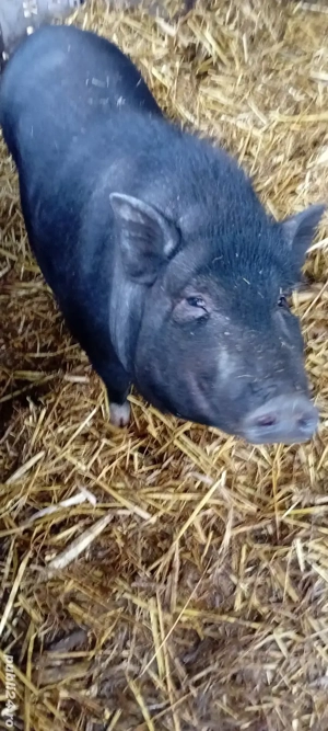 Vând porc vietnamez femelă - imagine 2