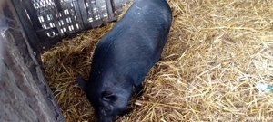 Vând porc vietnamez femelă - imagine 5