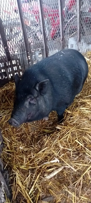 Vând porc vietnamez femelă