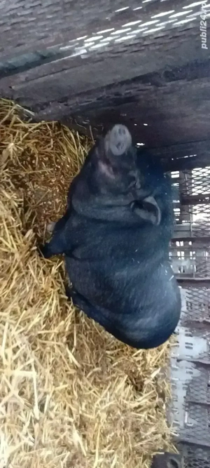 Vând porc vietnamez femelă - imagine 3