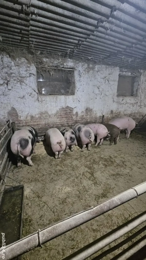 de vanzare porci grași 