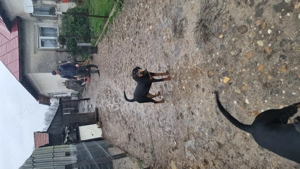 Copoi Slovac - imagine 5