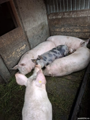 Vand Porci de Carne Bio - imagine 3