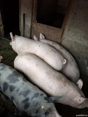 Vand Porci de Carne Bio - imagine 4