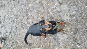 Copoi Slovac - imagine 2