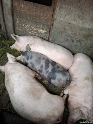 Vand Porci de Carne Bio - imagine 5