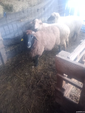 oi de vanzare - imagine 2