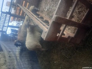 oi de vanzare - imagine 3