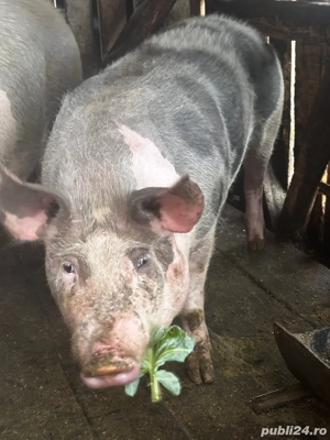 Porc crescut natural la tara  - imagine 4