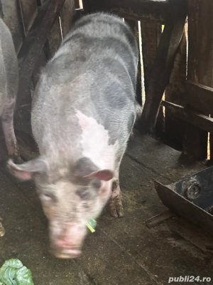 Porc crescut natural la tara  - imagine 3