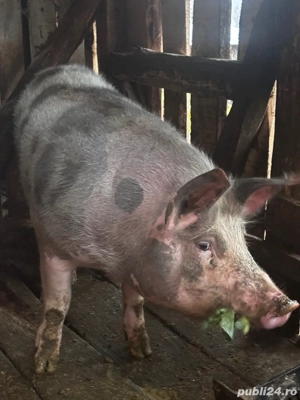 Porc crescut natural la tara  - imagine 2