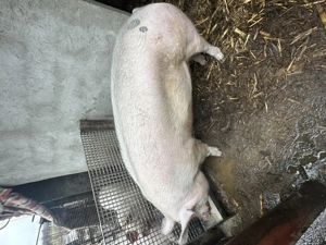 Porc de vânzare cu greutatea de 300kg - imagine 2