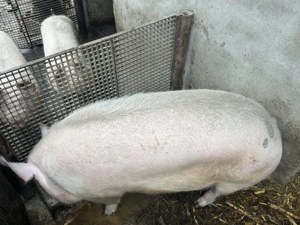Porc de vânzare cu greutatea de 300kg
