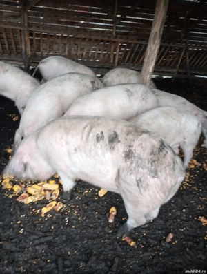 Porci de vânzare - imagine 4