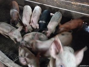 Porci de vânzare - imagine 3