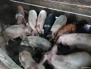 Porci de vânzare - imagine 5