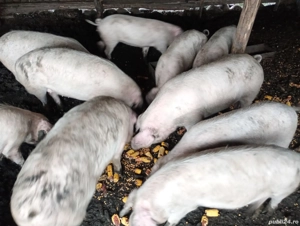 Porci de vânzare - imagine 2