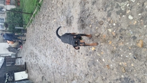 Copoi Slovac - imagine 3