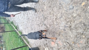 Copoi Slovac - imagine 4