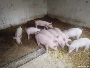 vand purcei de 10 săptămâni - imagine 2