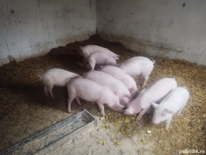 vand purcei de 10 săptămâni - imagine 4