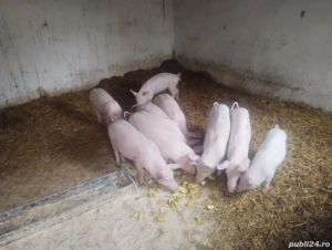 vand purcei de 10 săptămâni - imagine 5