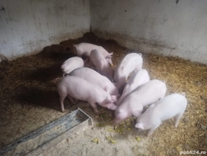 vand purcei de 10 săptămâni - imagine 3