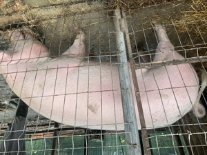 Vând purcele   purcei marele alb cu landrace 