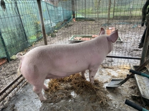 Vând purcele   purcei marele alb cu landrace  - imagine 2