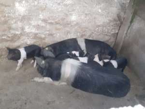 Porci de vanzare - imagine 3