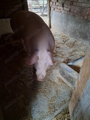 Vand porci rasa Landrace 100-150kg - imagine 2