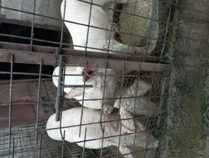 Vând godaci - imagine 4