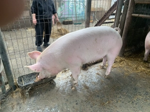 Vând purcele   purcei marele alb cu landrace  - imagine 3