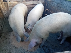 porci vanzare - imagine 2